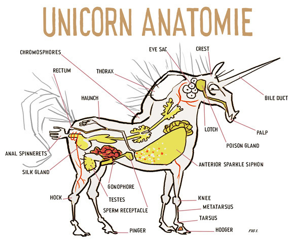 unicorn-anatomy.jpg